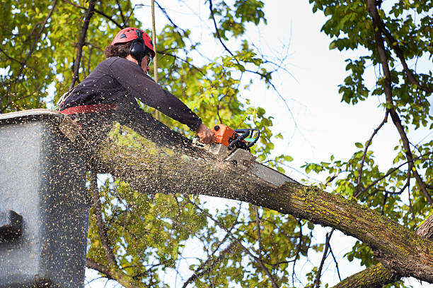 Best Utility Line Clearance  in East Flat Rock, NC